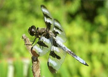 Fly Dragon Fly Gloria Fuller Lancaster WI photography